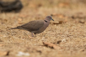 Mourning Collared-Dove (Streptopelia decipiens)