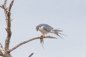 Scissor-tailed Kite (Chelictinia riocourii)