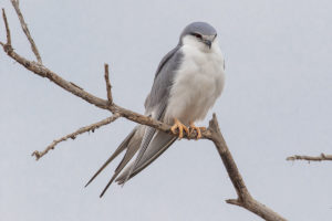 Scissor-tailed Kite (Chelictinia riocourii)