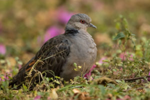 Dusky Turtle-Dove (Streptopelia lugens)