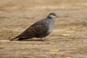 Dusky Turtle-Dove (Streptopelia lugens)