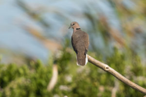 Ring-necked Dove (Streptopelia capicola)