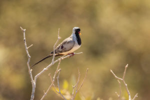 Namaqua Dove (Oena capensis)