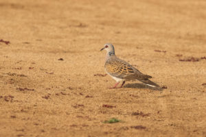 European Turtle-Dove (Streptopelia turtur)