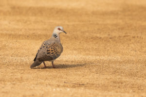 European Turtle-Dove (Streptopelia turtur)