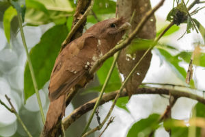 Sri Lanka Frogmouth (Batrachostomus moniliger)