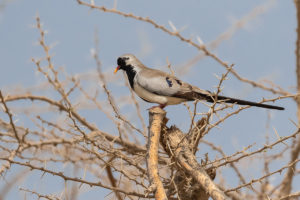 Namaqua Dove (Oena capensis)