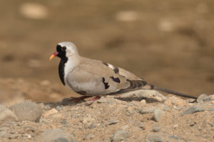 Namaqua Dove (Oena capensis)