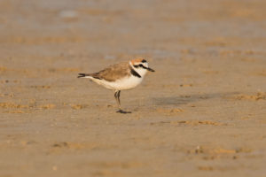 Kentish Plover (Charadrius alexandrinus)