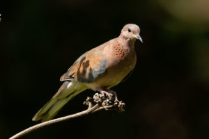 Laughing Dove (Streptopelia senegalensis)