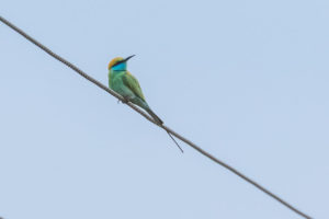 Green Bee-eater (Russet-crowned) (Merops orientalis orientalis)