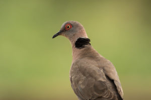 Mourning Collared-Dove (Streptopelia decipiens)