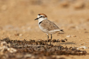 Kentish Plover (Charadrius alexandrinus)