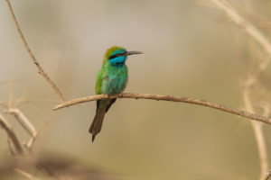 Green Bee-eater (Arabian) (Merops orientalis cyanophrys)