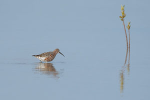 Curlew Sandpiper (Calidris ferruginea)