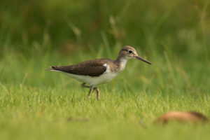 Common Sandpiper (Actitis hypoleucos)