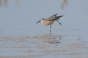 Curlew Sandpiper (Calidris ferruginea)