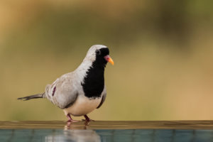 Namaqua Dove (Oena capensis)