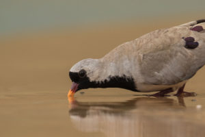 Namaqua Dove (Oena capensis)