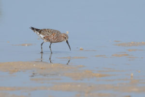 Curlew Sandpiper (Calidris ferruginea)