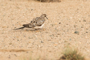 Namaqua Dove (Oena capensis)