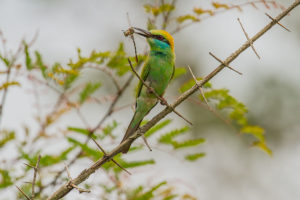 Green Bee-eater (Russet-crowned) (Merops orientalis orientalis)