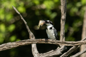 Pied Kingfisher (Ceryle rudis)