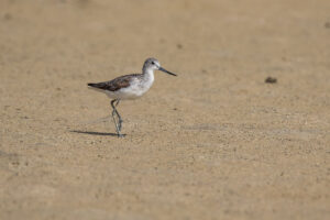 Common Greenshank (Tringa nebularia)