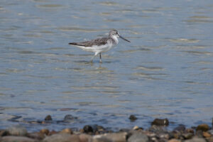 Common Greenshank (Tringa nebularia)