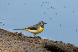 Gray Wagtail (Motacilla cinerea)