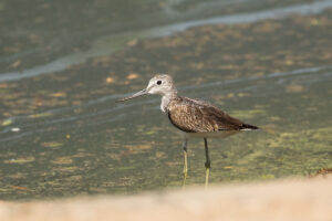 Common Greenshank (Tringa nebularia)