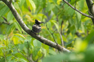 Heart-spotted Woodpecker (Hemicircus canente)