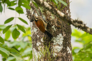 Greater Flameback (Chrysocolaptes guttacristatus)