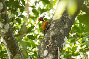 Greater Flameback (Chrysocolaptes guttacristatus)