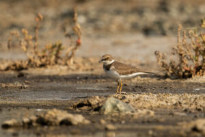 Little Ringed Plover (Charadrius dubius)