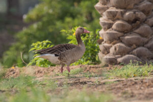 Graylag Goose (Anser anser)