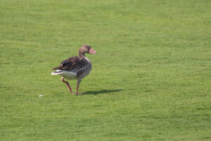 Graylag Goose (Anser anser)