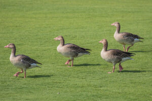 Graylag Goose (Anser anser)