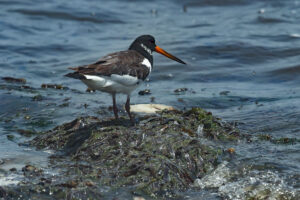 Eurasian Oystercatcher (Haematopus ostralegus)