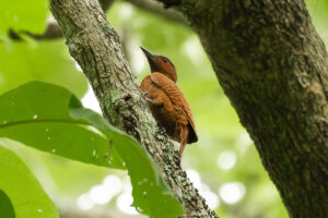 Rufous Woodpecker (Micropternus brachyurus)