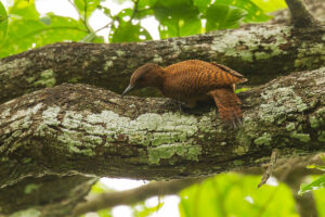 Rufous Woodpecker (Micropternus brachyurus)