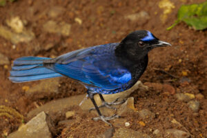 Malabar Whistling-Thrush (Myophonus horsfieldii)