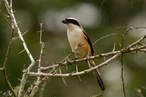 Long-tailed Shrike (Lanius schach)