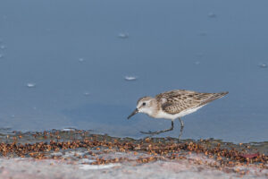 Little Stint (Calidris minuta)