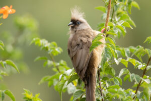 Speckled Mousebird (Colius striatus)