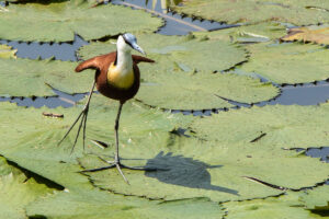 African Jacana (Actophilornis africanus)