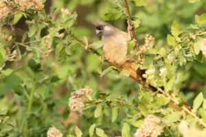 Speckled Mousebird (Colius striatus)