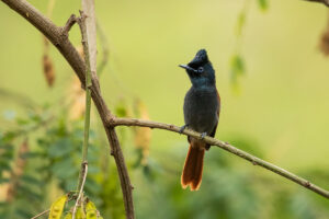 African Paradise-Flycatcher (Terpsiphone viridis)