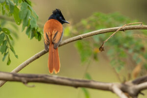 African Paradise-Flycatcher (Terpsiphone viridis)