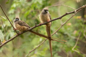 Speckled Mousebird (Colius striatus)